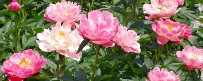 芍药夏季开花吗？了解芍药夏季开花情况要探究哪些花期特性？-会东网