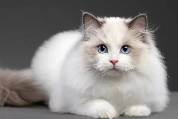 猫身上都有哪些种类的寄生虫 ,猫身上有体内和体外寄生虫插图1 猫身上都有哪些种类的寄生虫 ,猫身上有体内和体外寄生虫插图1