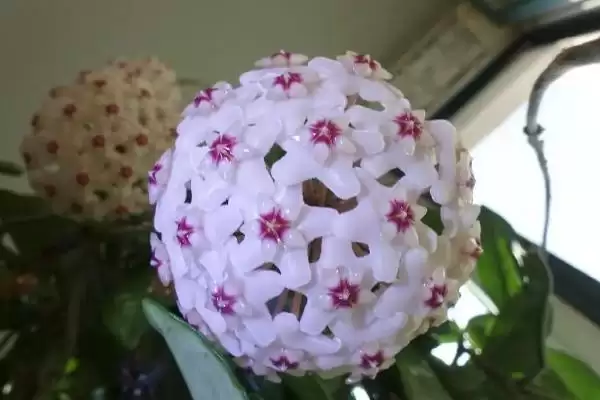 球兰浇水技巧全解：经常向叶面上喷水的原因及频率插图1