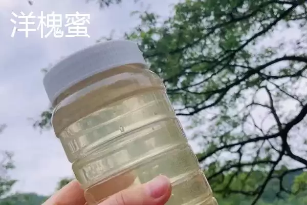 洋槐蜜与椴树蜜哪个更好,洋槐蜜的口感和色泽略优插图1 洋槐蜜与椴树蜜哪个更好,洋槐蜜的口感和色泽略优插图1