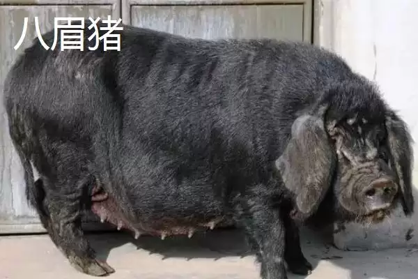 认识我国猪品种的方法和重点？养猪要做好哪些品种选择细节？插图7