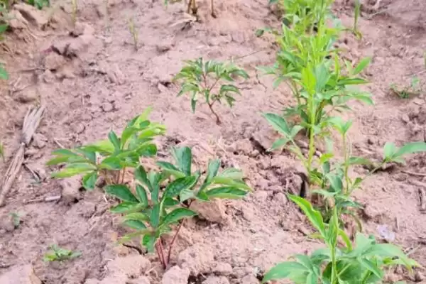 芍药苗什么时候栽,在八月中下旬到九月下旬进行插图1 芍药苗什么时候栽,在八月中下旬到九月下旬进行插图1