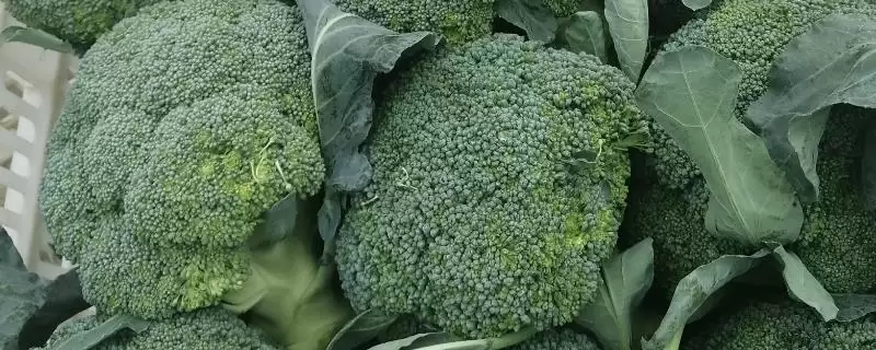 西兰花和花菜区别的要点和对比？分辨西兰花和花菜需注意什么？-会东网