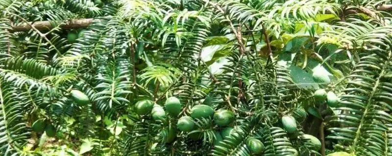 香榧的基本介绍和要点?了解香榧需关注哪些关键信息?插图 香榧的基本介绍和要点?了解香榧需关注哪些关键信息?插图