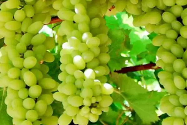 葡萄种类分类揭秘：酿酒系列和鲜食系列的特点对比插图2