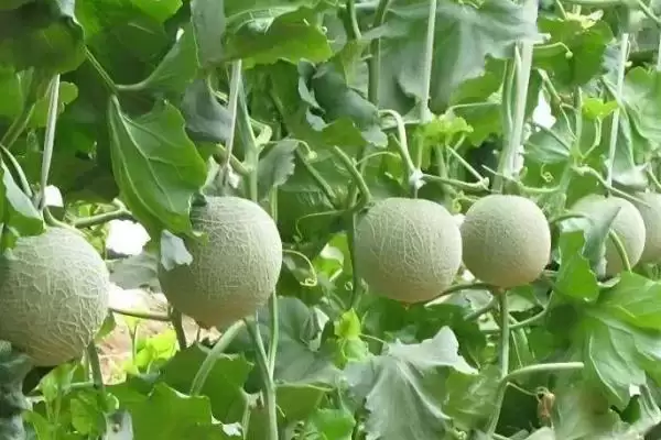图片[2]-甜瓜适合在什么季节种植？确定甜瓜种植季节要考虑哪些气候和生长特性？-会东网