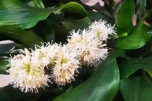 图片[4]-香龙血树养殖的方法和要点？养殖香龙血树要掌握哪些关键方法？-会东网