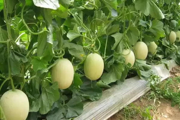 确定甜瓜株距行距的方法和重点？种甜瓜确定株距行距要做好哪些细节？插图2