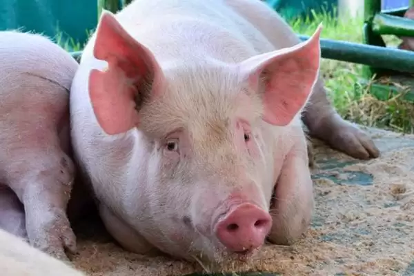 诊断猪呼吸急促病因的方法和重点?养猪要做好哪些健康预警细节?插图2 诊断猪呼吸急促病因的方法和重点?养猪要做好哪些健康预警细节?插图2