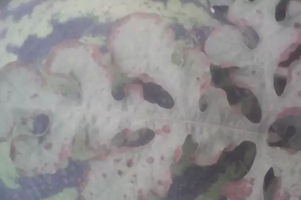 防治西瓜细菌性角斑病的方法和重点？种西瓜防角斑病要做好哪些细节？插图1