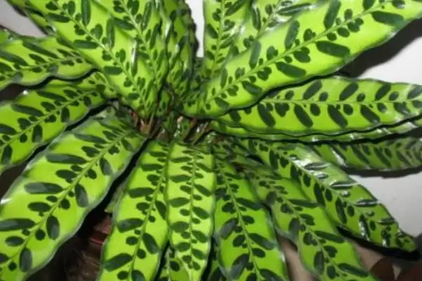 猫眼竹芋要怎么进行养殖呢 ,猫眼竹芋养殖温度保持 20-30℃插图8 猫眼竹芋要怎么进行养殖呢 ,猫眼竹芋养殖温度保持 20-30℃插图8