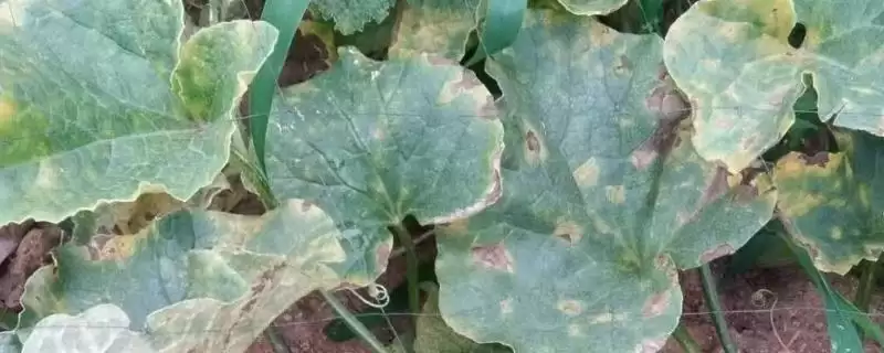 了解香瓜炭疽病的方法和重点?认识香瓜炭疽病要做好哪些细节?-会东网