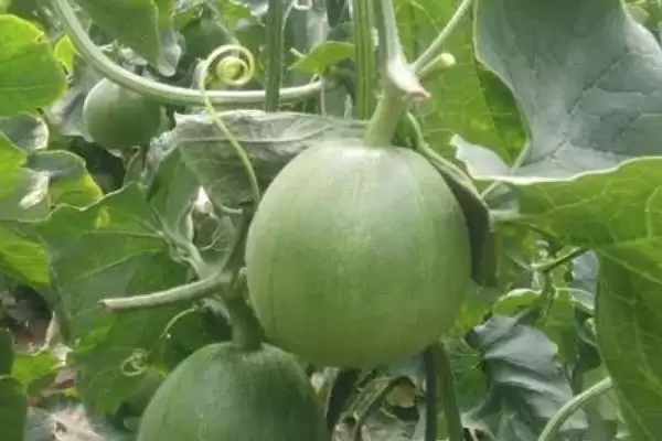 好吃的水果有哪些，常见的有丑橘、冰糖心苹果、雪莲果等插图9