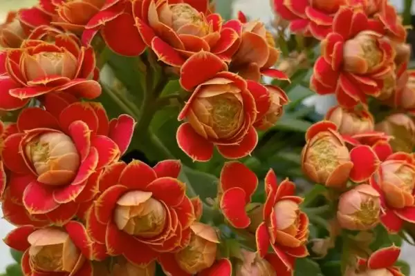 图片[3]-探寻长寿花不开花原因的方法和重点？探寻长寿花不开花原因要做好哪些细节？-会东网