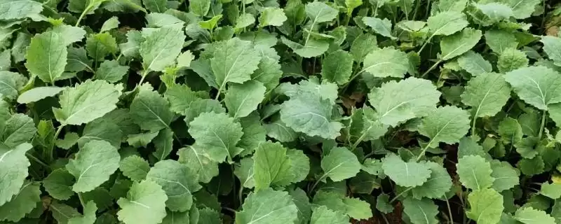 油菜叶色不正常的原因和解决方法,不同原因导致解决方法不同插图 油菜叶色不正常的原因和解决方法,不同原因导致解决方法不同插图