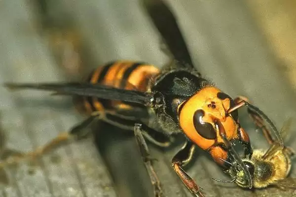 被人头蜂蛰了如何处理，应立即远离蜂巢、再用弱酸性溶液清洗伤口插图2