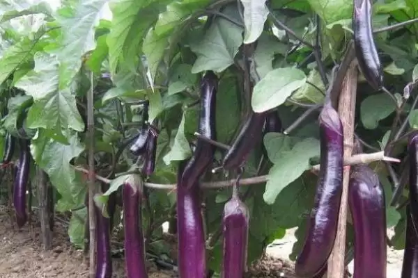 茄子亩产量揭秘:通常7000-8000斤左右的丰收成果插图3 茄子亩产量揭秘:通常7000-8000斤左右的丰收成果插图3