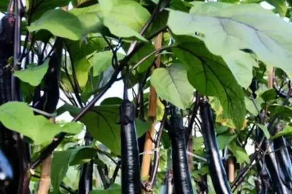 茄子施肥注意要点:氮肥少许多施的科学方法插图2 茄子施肥注意要点:氮肥少许多施的科学方法插图2