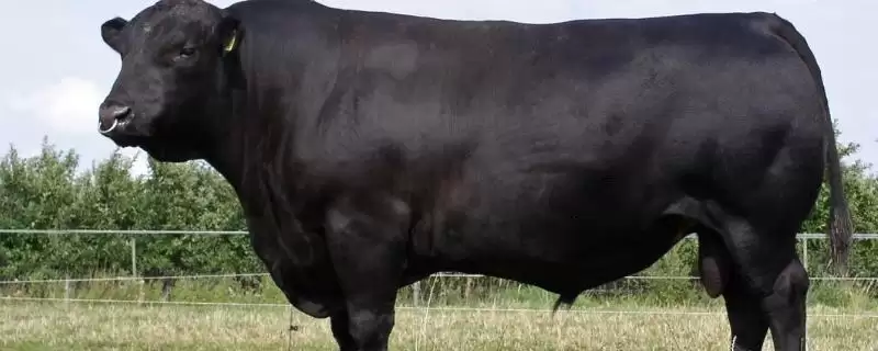 没有角的是什么品种的牛 ,安格斯牛是没有角的常见牛品种-会东网