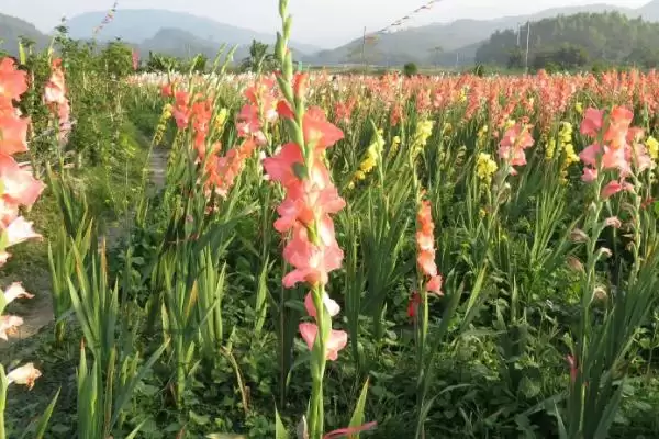 剑兰的养殖与注意事项 ,剑兰如何养殖及要注意什么插图2