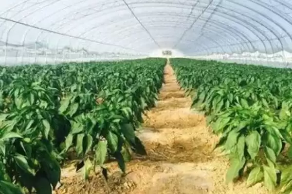 辣椒白星病的症状 ,辣椒白星病主要危害叶片的表现?插图5 辣椒白星病的症状 ,辣椒白星病主要危害叶片的表现?插图5