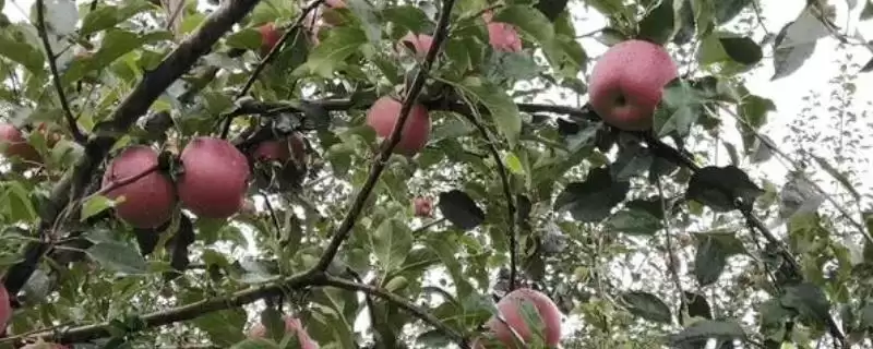 大凉山丑苹果好不好吃,果肉甘甜且细腻-会东网