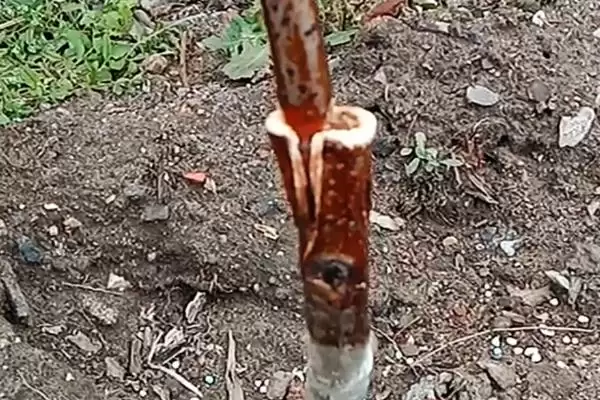 图片[3]-了解枣树繁殖方法的方法和重点？了解枣树繁殖方法要做好哪些细节？-会东网