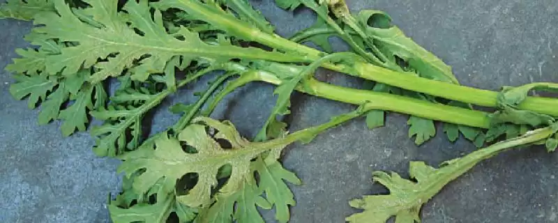 秋季茼蒿霜霉病防治攻略：重病田轮作的原理与方法-会东网