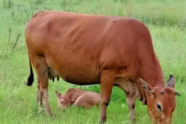 牛犊通便有妙招:开塞露或灌服积食太保的正确使用插图2 牛犊通便有妙招:开塞露或灌服积食太保的正确使用插图2