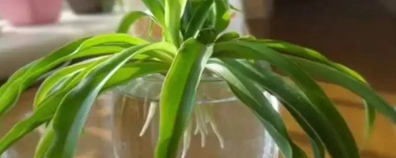 青叶吊兰水培攻略:能水培但定期换水的注意事项-会东网