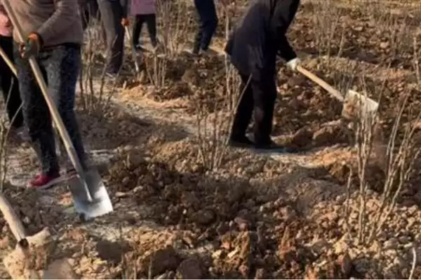 图片[5]-秋天芍药花施肥要点：秋天施肥对芍药生长的作用-会东网