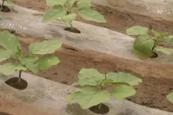 茄子中棚覆盖栽培技术要点：大小行定植的操作要点插图2