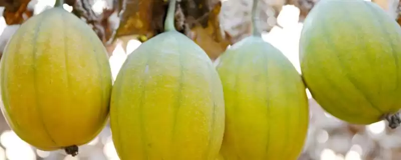 评估种植瓜蒌前景的方法和重点?分析瓜蒌前景要做好哪些细节?-会东网