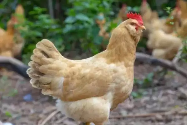 确定三黄鸡养殖周期的方法和重点?养鸡要做好哪些养殖时间规划?插图2 确定三黄鸡养殖周期的方法和重点?养鸡要做好哪些养殖时间规划?插图2