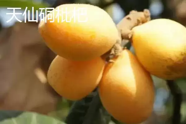 图片[5]-四川泸州市的特色水果？了解四川泸州市特色水果要知晓哪些地域特产信息？-会东网