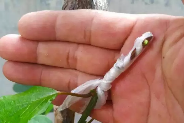 猕猴桃树的嫁接技术有哪几种呢 ,猕猴桃树嫁接可采用劈接等多种方法插图2 猕猴桃树的嫁接技术有哪几种呢 ,猕猴桃树嫁接可采用劈接等多种方法插图2