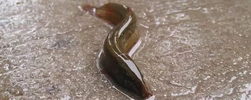泥鳅苗价格揭秘：品种不同价格各异的真相-会东网