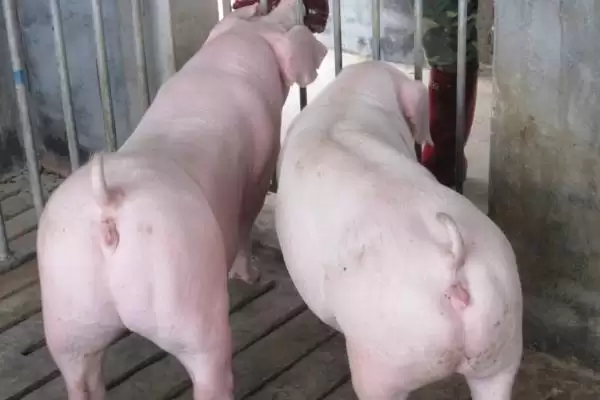 母猪的饲养方法有哪些要点呢,初产母猪妊娠初以青粗饲料为主插图1