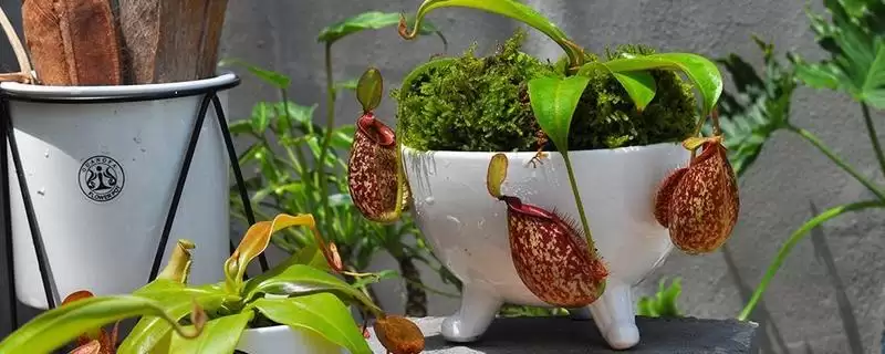 养殖猪笼草的方法和重点?养猪与周边植物种植有哪些关联细节?-会东网