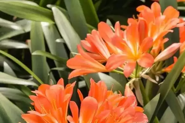 君子兰的耐寒情况 ,君子兰在多少度以下会被冻伤呢?插图3 君子兰的耐寒情况 ,君子兰在多少度以下会被冻伤呢?插图3