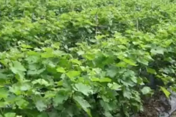 葡萄苗枝蔓管理技巧:新梢50厘米左右摘心的要点插图3 葡萄苗枝蔓管理技巧:新梢50厘米左右摘心的要点插图3