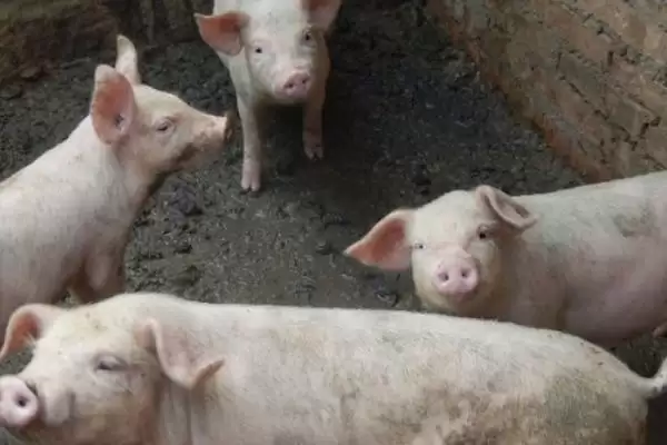 了解一只猪有多少哈拉巴的方法和重点？养猪要做好哪些猪体结构认知细节？插图2