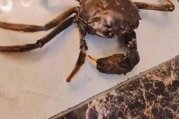 螃蟹断腿再生的奇迹:拥有断足再生能力的科学解释插图1 螃蟹断腿再生的奇迹:拥有断足再生能力的科学解释插图1