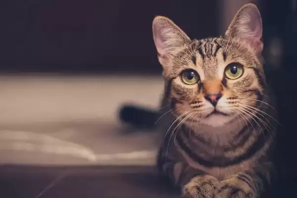 猫咪拉肚子脱水该怎么处理 ,猫咪拉肚子脱水需依原因针对性处理插图2