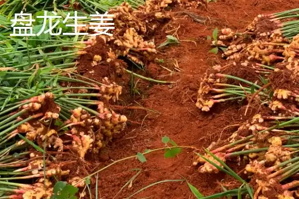 了解重庆市荣昌区特产的方法和重点?养猪与地方特色有哪些关联细节?插图2 了解重庆市荣昌区特产的方法和重点?养猪与地方特色有哪些关联细节?插图2