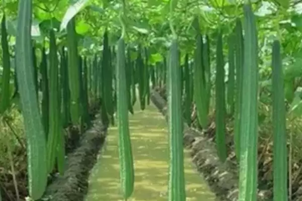 夏季丝瓜种植注意事项的方法和重点？夏季种丝瓜要做好哪些细节？插图1