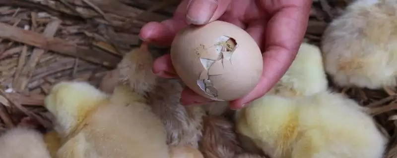 探究小鸡出壳啄洞后死亡根源的方法和重点？养鸡要做好哪些孵化问题排查？-会东网