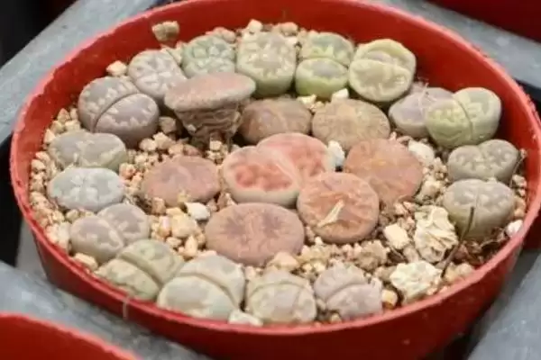 图片[2]-生石花的养殖方法？养殖生石花要掌握哪些关键的养护方法和要点？-会东网