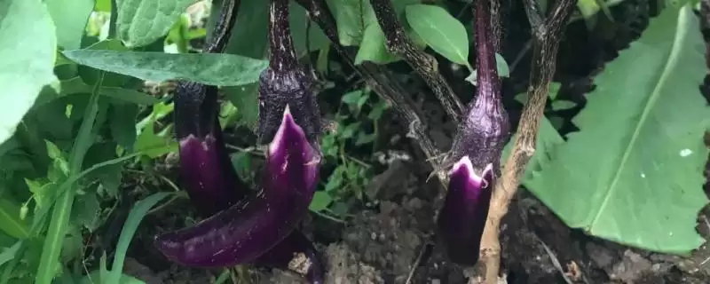 茄子结果成熟时间揭秘:大约10天左右的成长历程-会东网