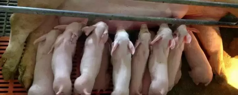 养活三天小猪的方法和重点？养猪要做好哪些喂养细节？-会东网